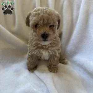 Penny, Toy Poodle Puppy