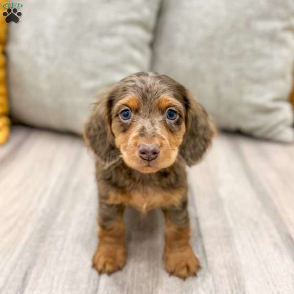 Mason, Dachshund Puppy
