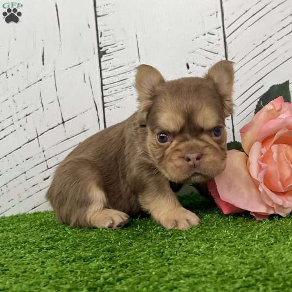 Kandy, French Bulldog Puppy