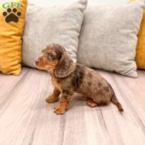 Mason, Dachshund Puppy
