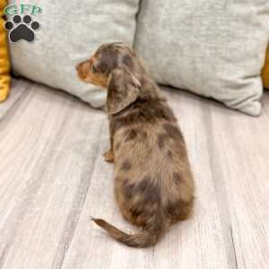 Mason, Dachshund Puppy
