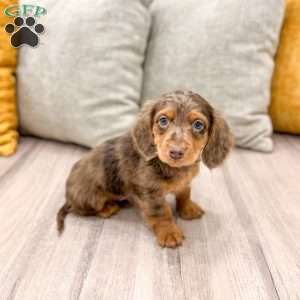 Mason, Dachshund Puppy