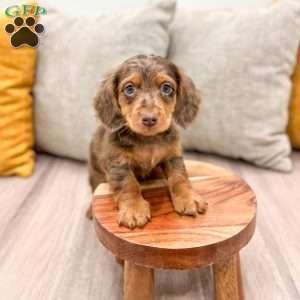 Mason, Dachshund Puppy