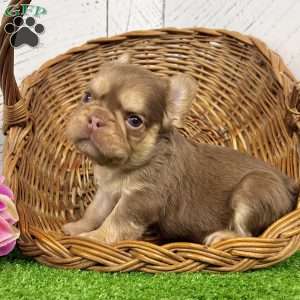 Kandy, French Bulldog Puppy