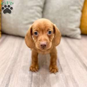 Duke, Dachshund Puppy