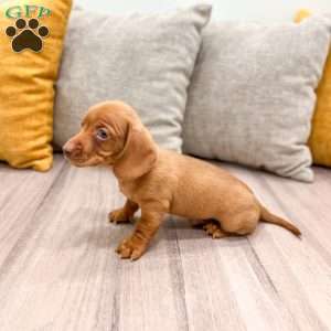 Duke, Dachshund Puppy