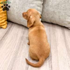 Duke, Dachshund Puppy