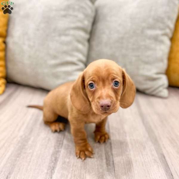 Duke, Dachshund Puppy