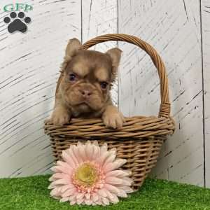 Kandy, French Bulldog Puppy