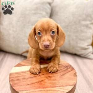 Duke, Dachshund Puppy