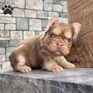Kandy, French Bulldog Puppy