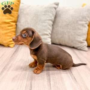 Oliver, Dachshund Puppy