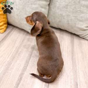 Oliver, Dachshund Puppy