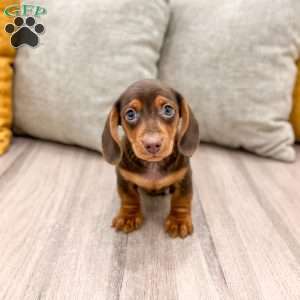 Oliver, Dachshund Puppy