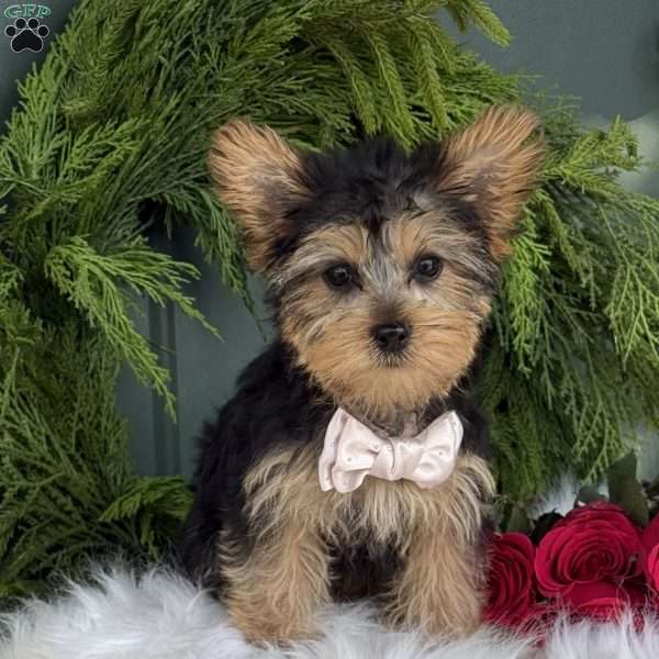 Rose, Yorkie Puppy