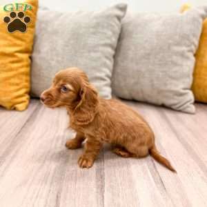Ginger, Dachshund Puppy