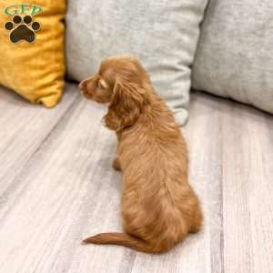Ginger, Dachshund Puppy