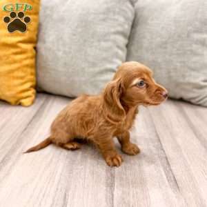 Ginger, Dachshund Puppy