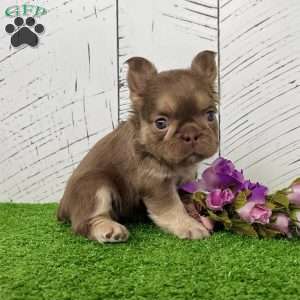 Kayla, French Bulldog Puppy