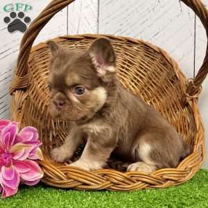 Kayla, French Bulldog Puppy