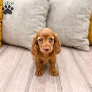 Ginger, Dachshund Puppy