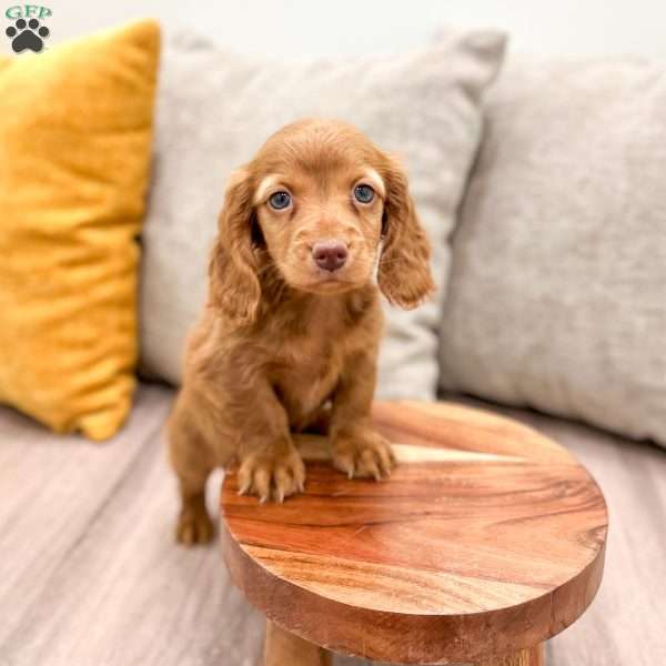 Ginger, Dachshund Puppy