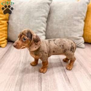 Gracie, Dachshund Puppy