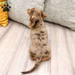 Gracie, Dachshund Puppy