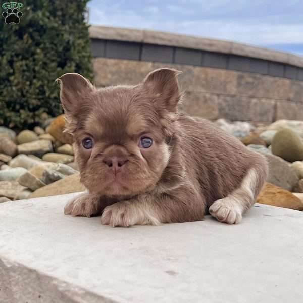 Kayla, French Bulldog Puppy