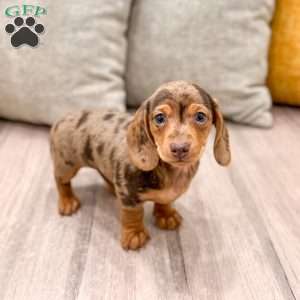 Gracie, Dachshund Puppy