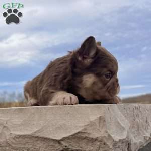 Kayla, French Bulldog Puppy