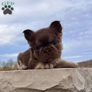 Kayla, French Bulldog Puppy