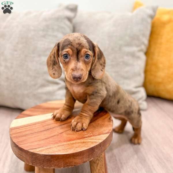 Gracie, Dachshund Puppy