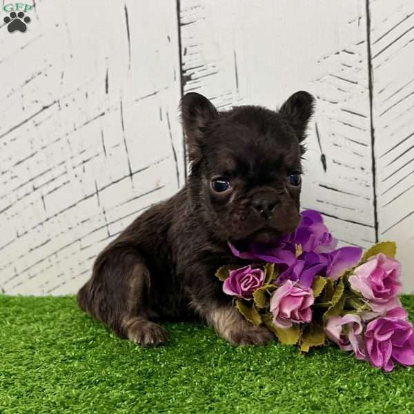 Kate, French Bulldog Puppy