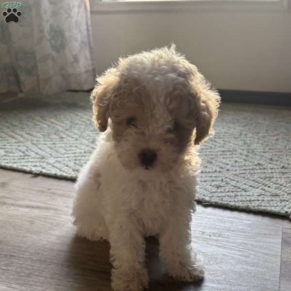 Paris, Toy Poodle Puppy