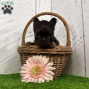 Kate, French Bulldog Puppy