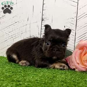 Kelli, French Bulldog Puppy