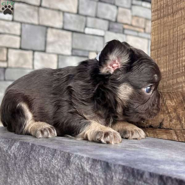 Kelli, French Bulldog Puppy