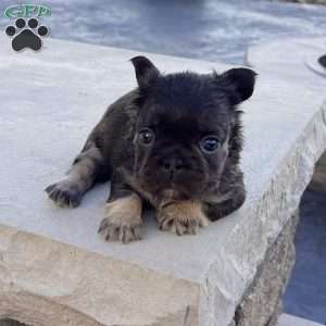 Kelli, French Bulldog Puppy