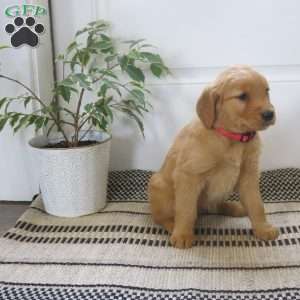 Lacy, Golden Retriever Puppy