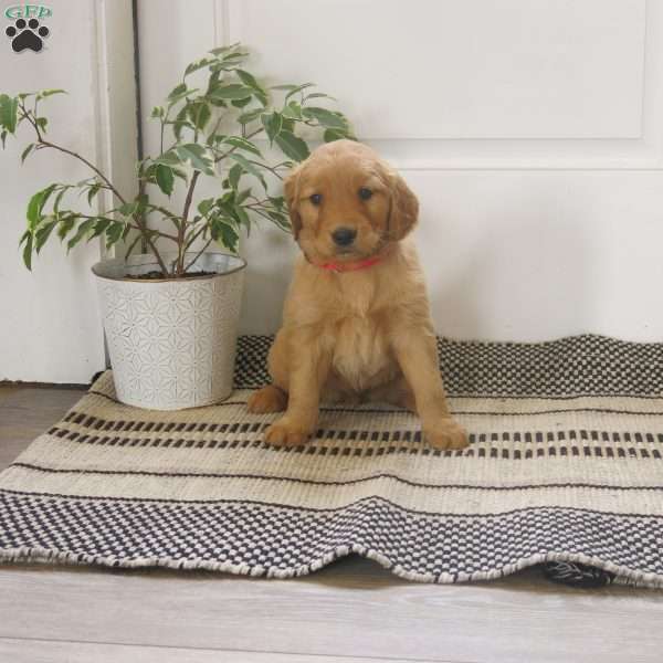 Lacy, Golden Retriever Puppy