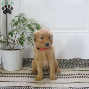 Lacy, Golden Retriever Puppy