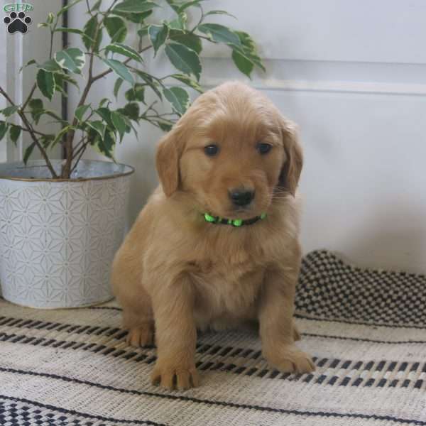 Lily, Golden Retriever Puppy