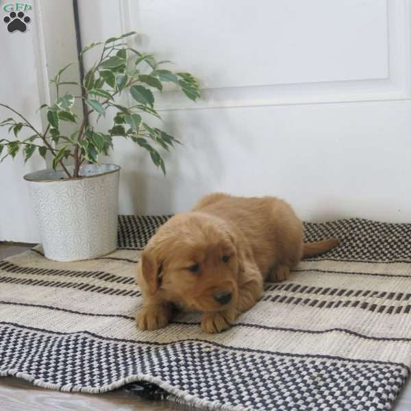 Lexi, Golden Retriever Puppy
