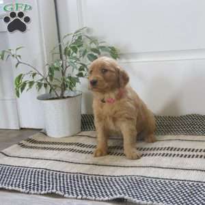 Lexi, Golden Retriever Puppy