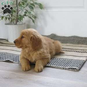 Lexi, Golden Retriever Puppy