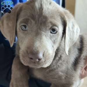 Parker, Silver Labrador Retriever Puppy