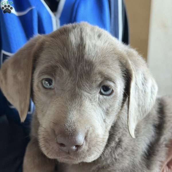 Parker, Silver Labrador Retriever Puppy