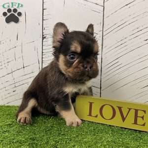 Kenny, French Bulldog Puppy