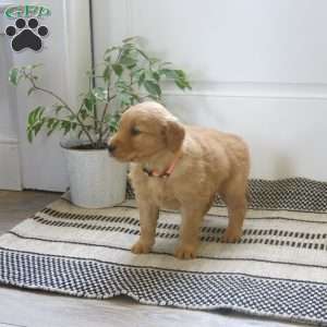 Lucky, Golden Retriever Puppy